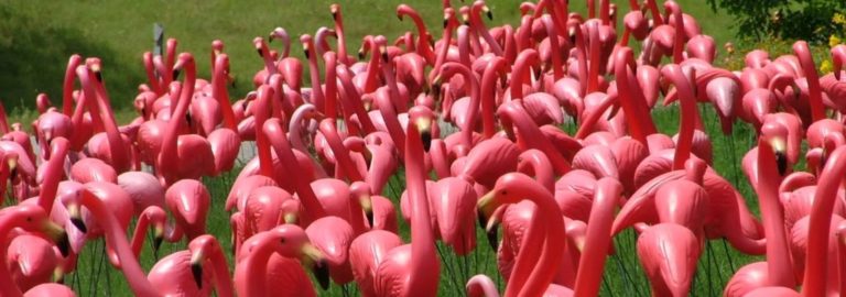 Happy Flamingo Eve!